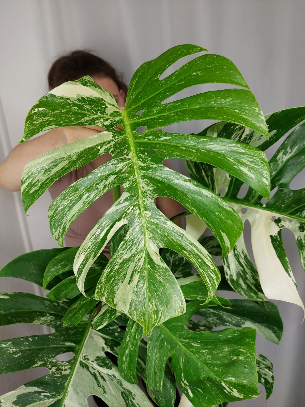Monstera Variegata Adult