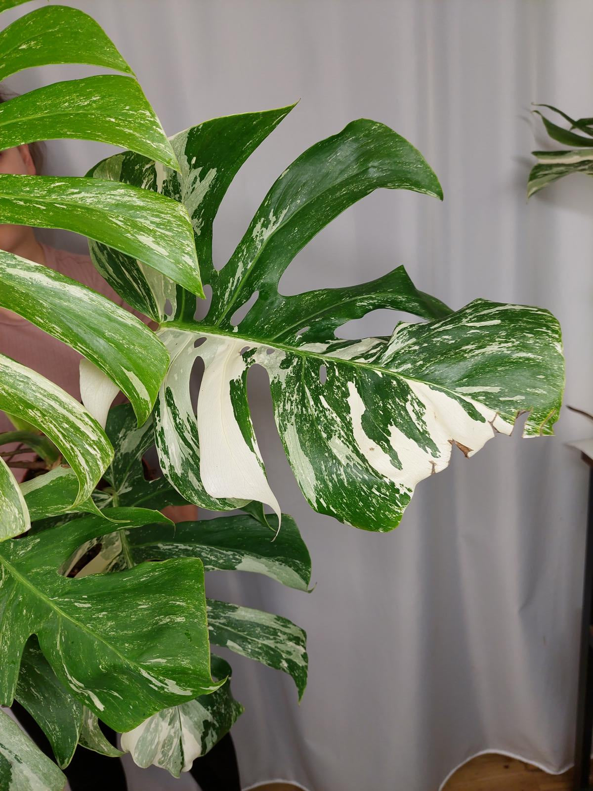 Monstera Variegata Adult