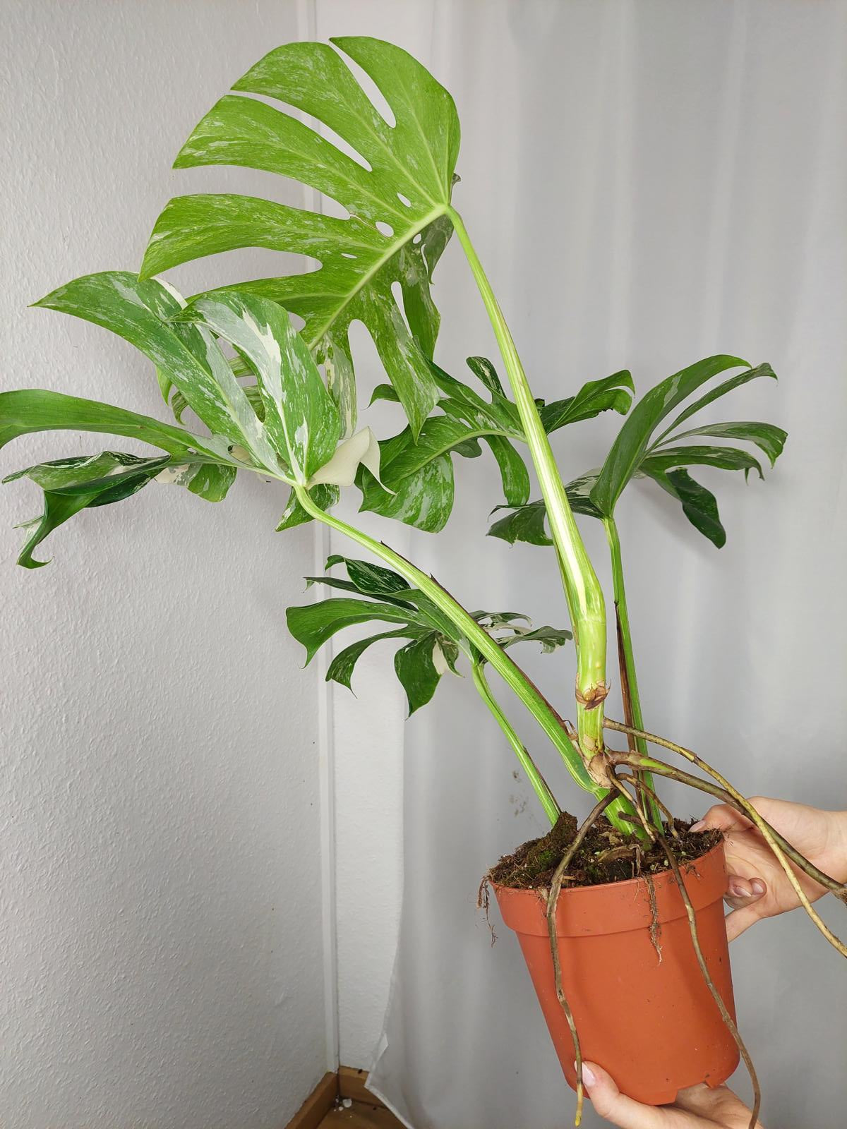 Monstera Variegata Adult