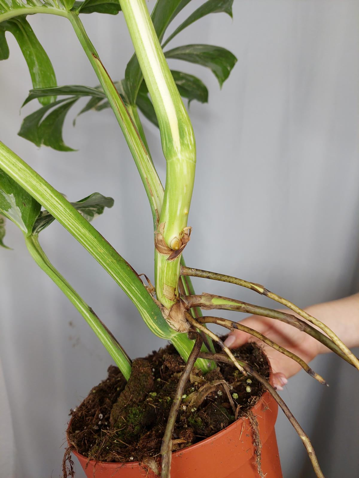 Monstera Variegata Adult