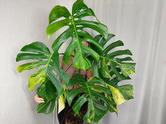 Monstera Aurea Adult