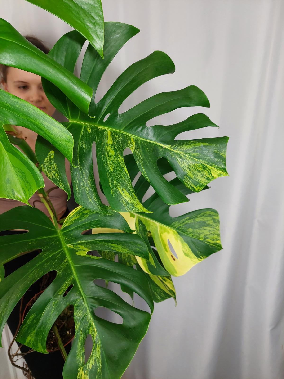 Monstera Aurea Adult