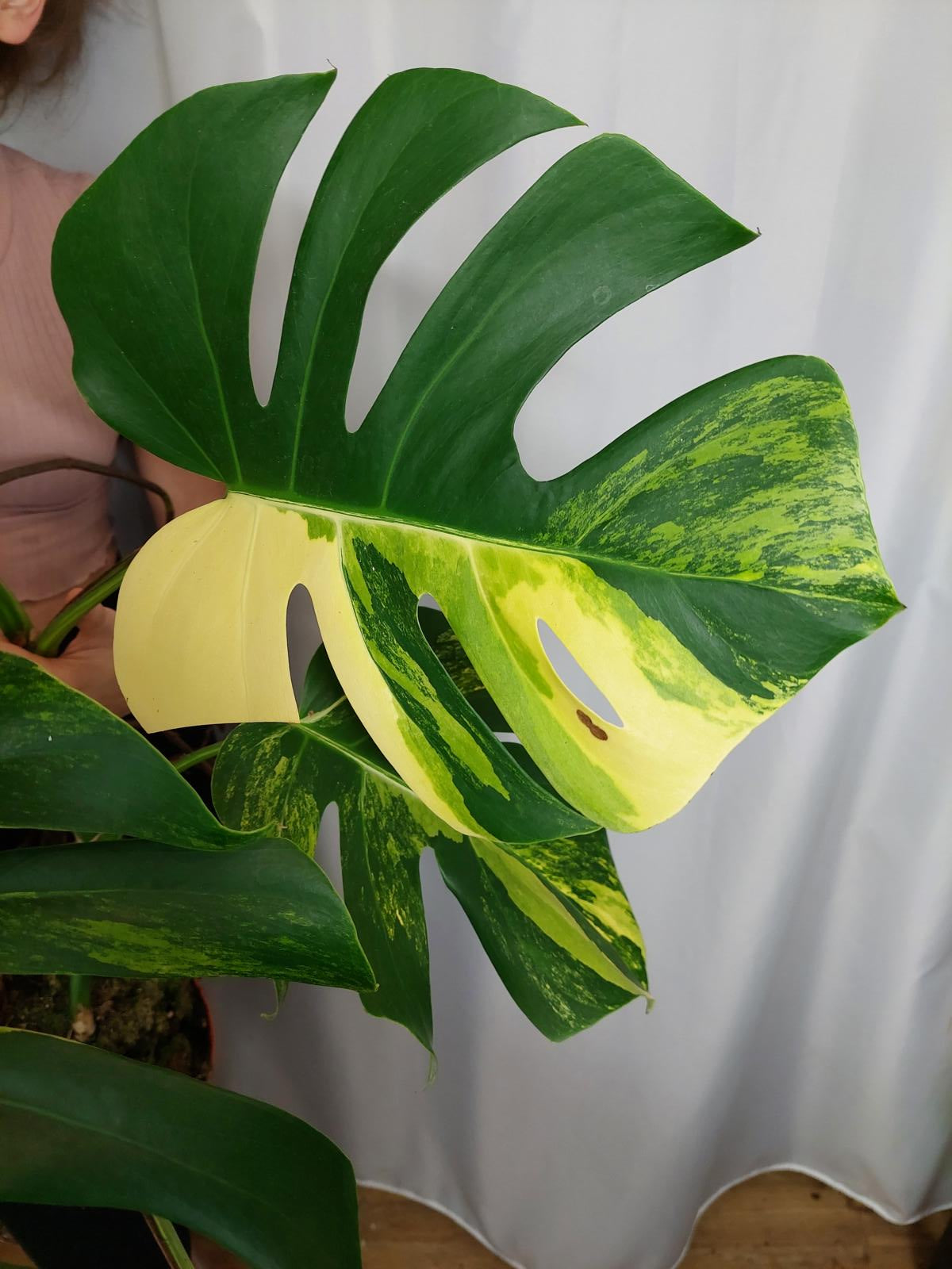 Monstera Aurea Adult