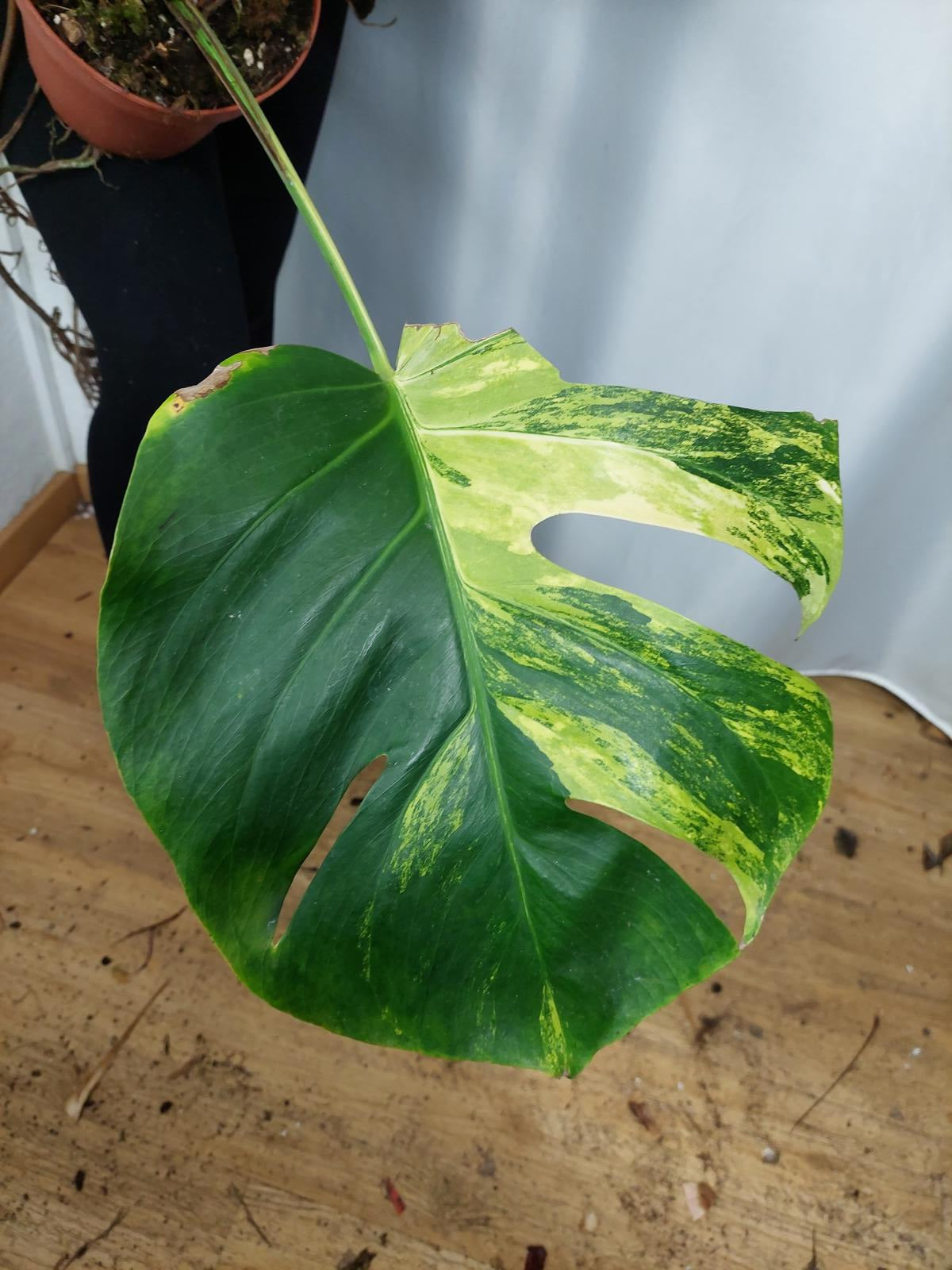 Monstera Aurea Adult