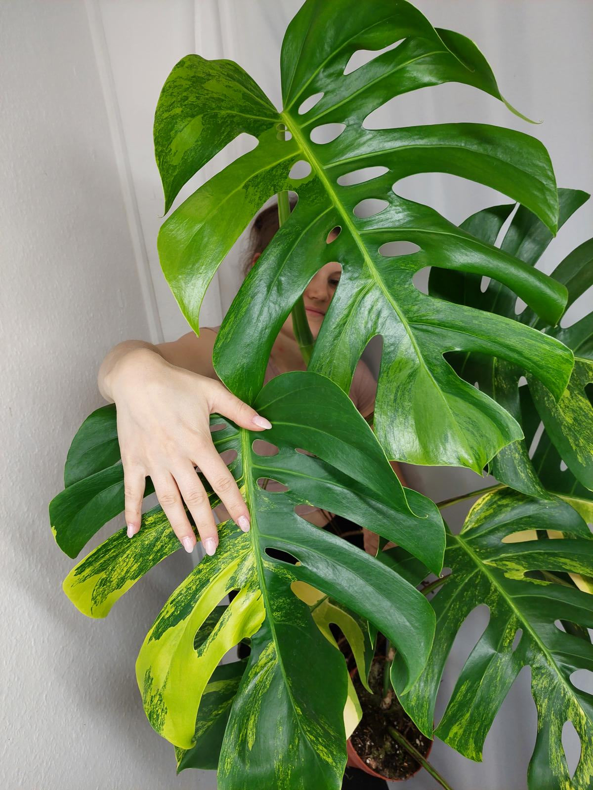 Monstera Aurea Adult