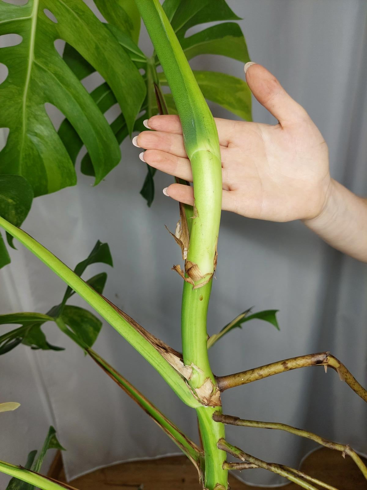 Monstera Aurea Adult