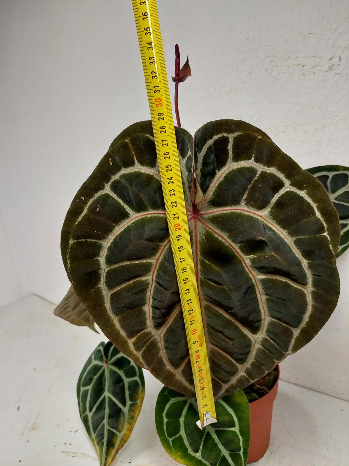 Anthurium Red Crystallinum NSE x Tezula