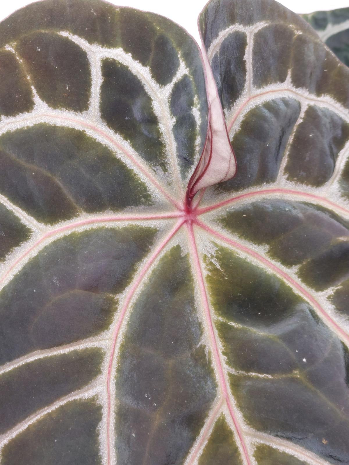 Anthurium Red Crystallinum NSE x Tezula
