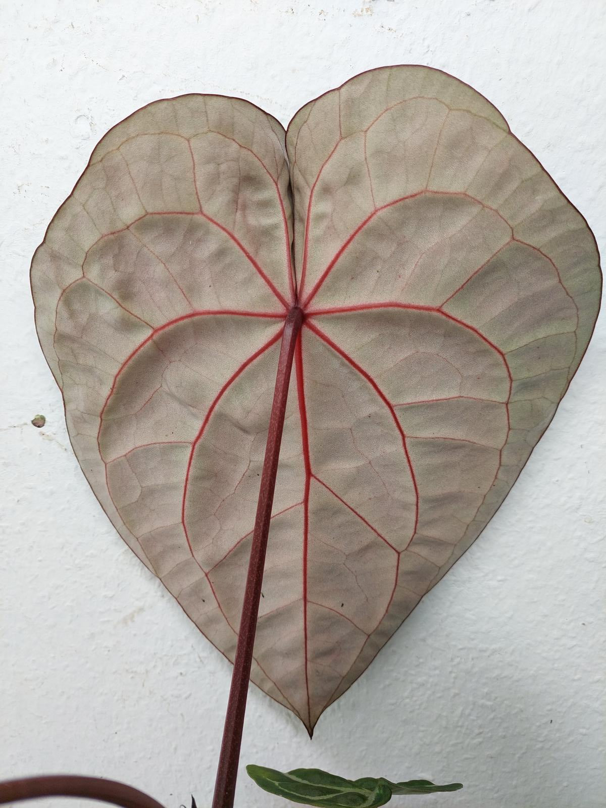 Anthurium Red Crystallinum NSE x Tezula