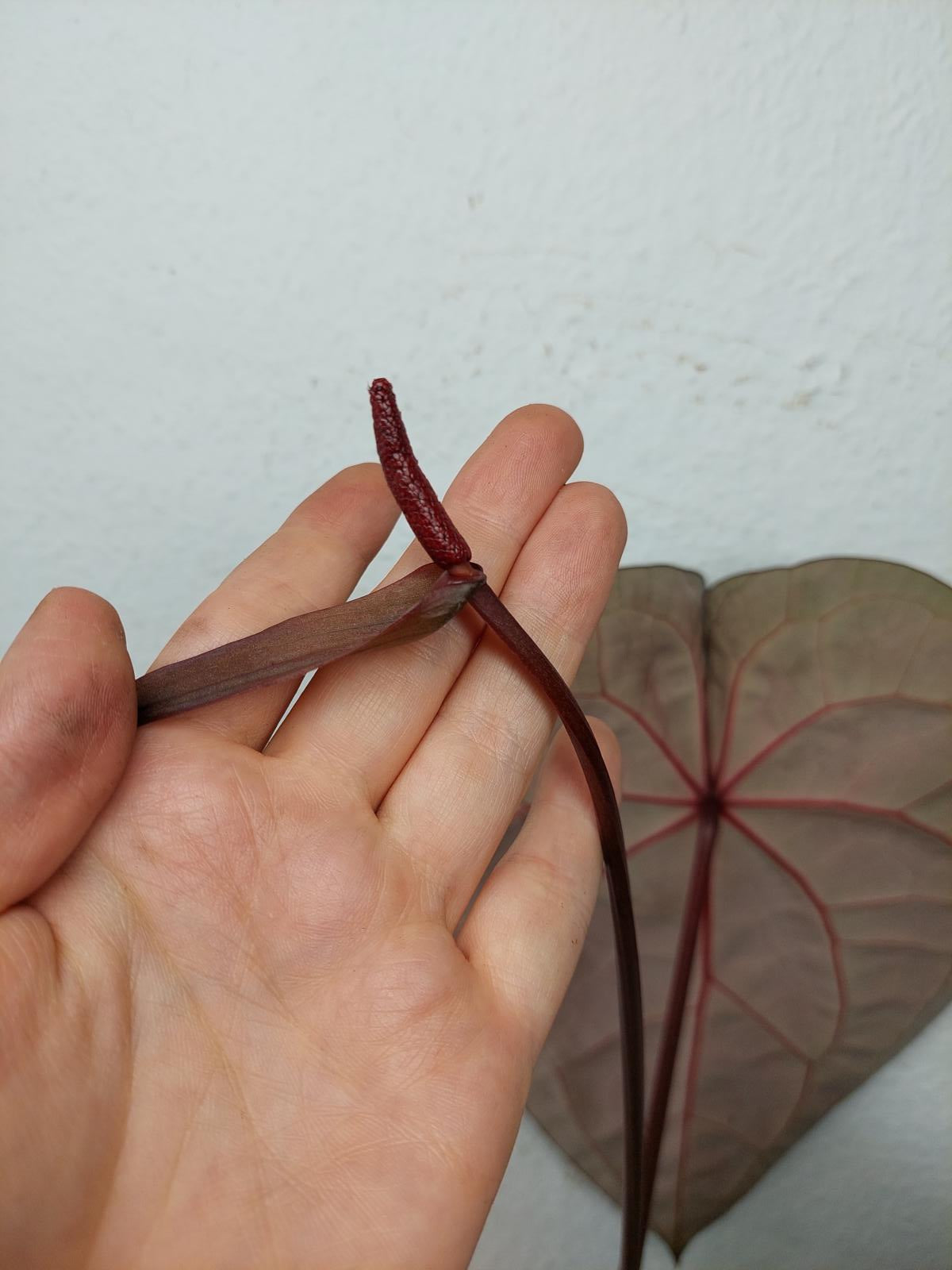 Anthurium Red Crystallinum NSE x Tezula