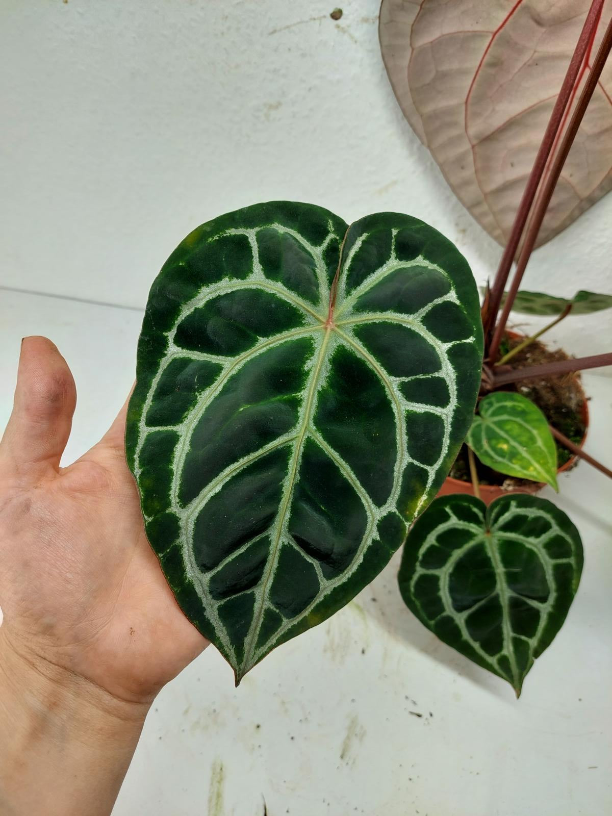 Anthurium Red Crystallinum NSE x Tezula