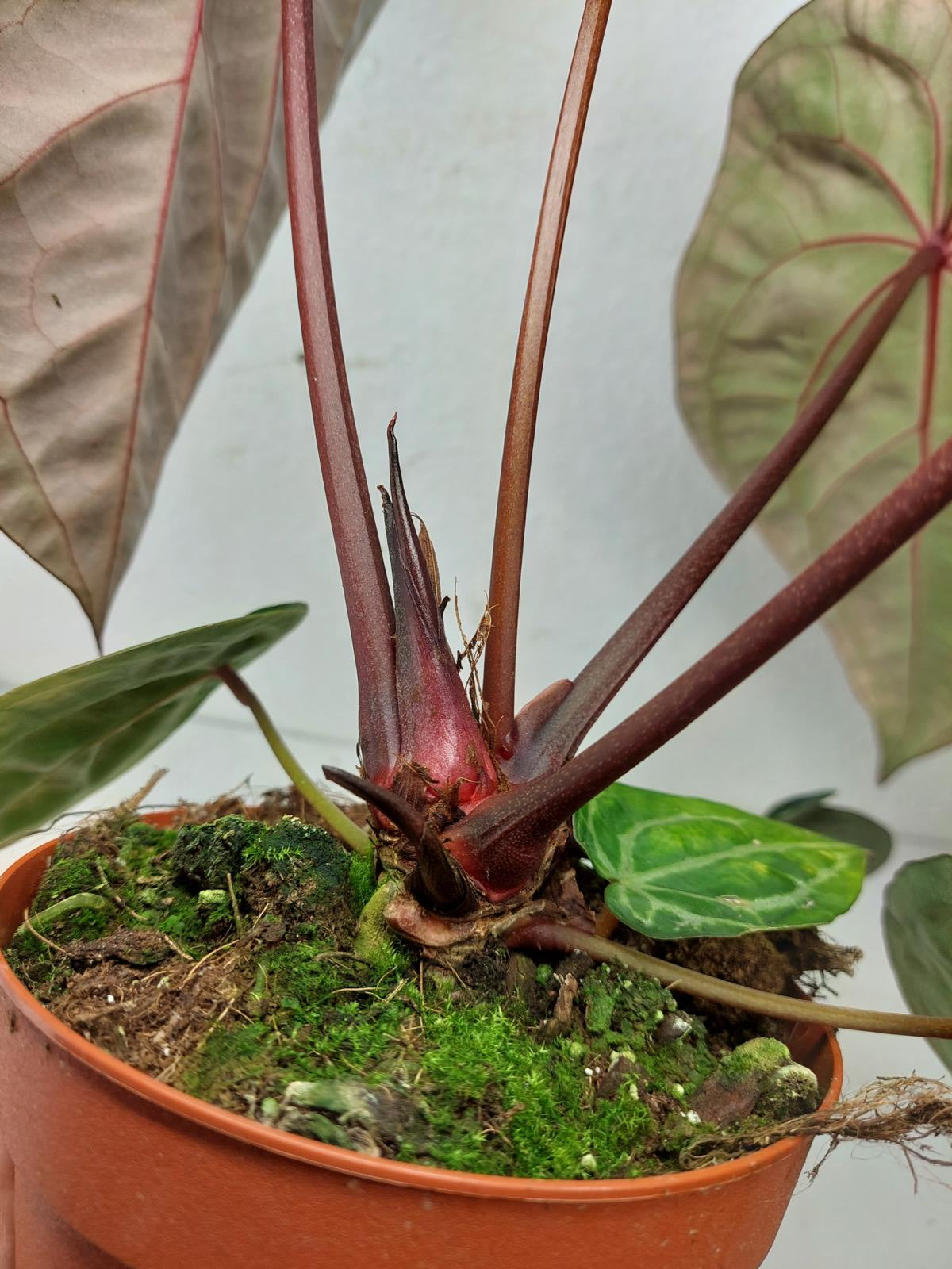 Anthurium Red Crystallinum NSE x Tezula
