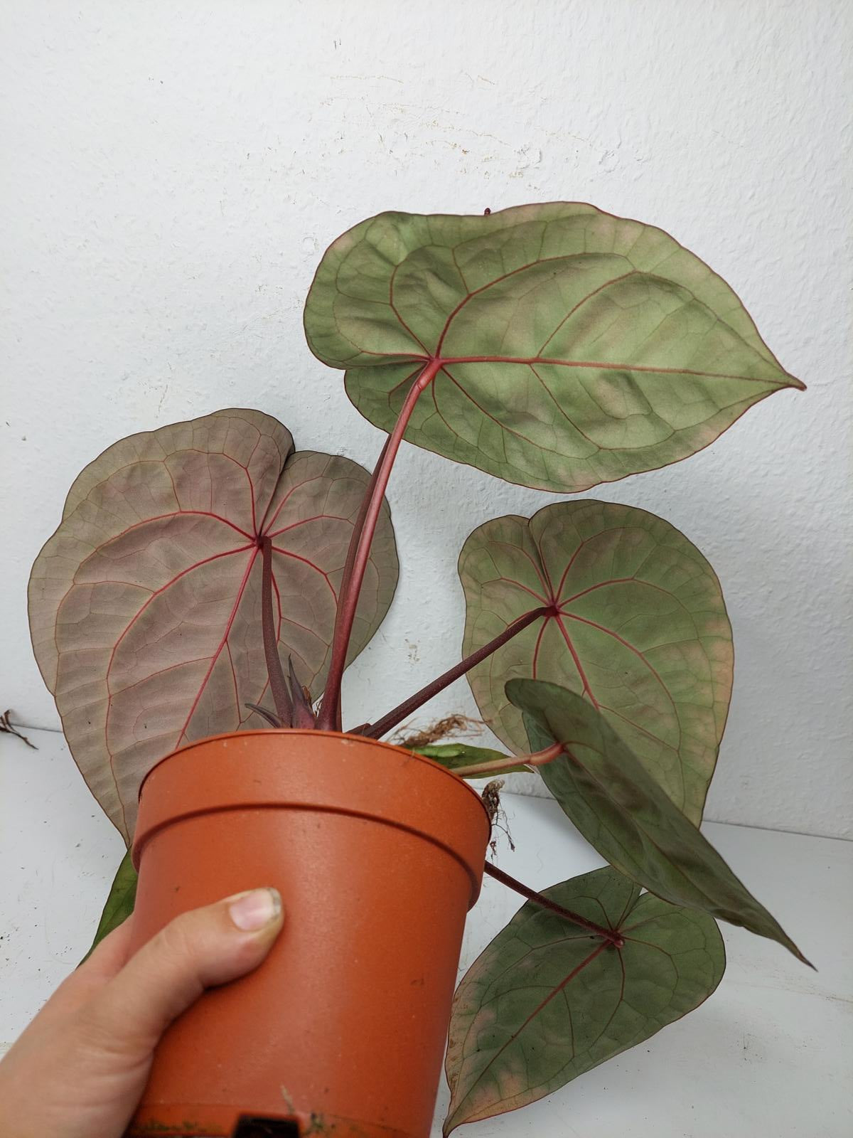 Anthurium Red Crystallinum NSE x Tezula