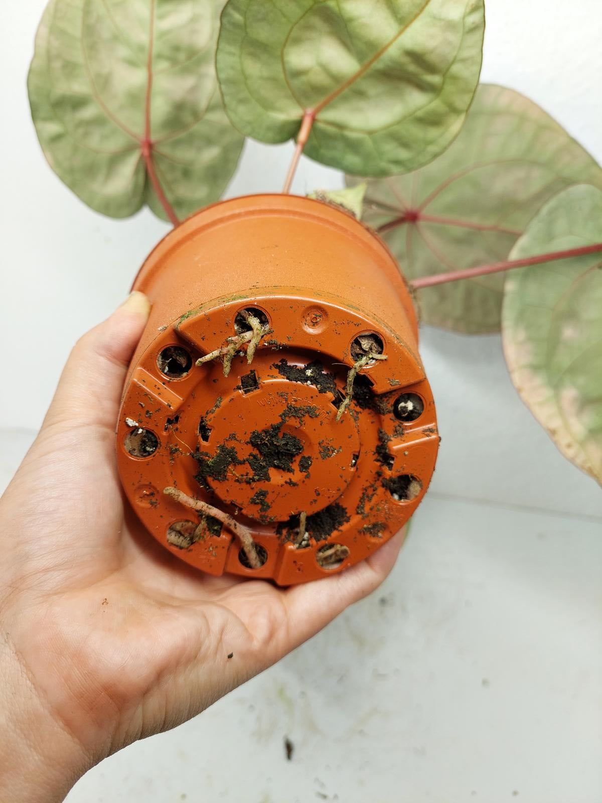 Anthurium Red Crystallinum NSE x Tezula