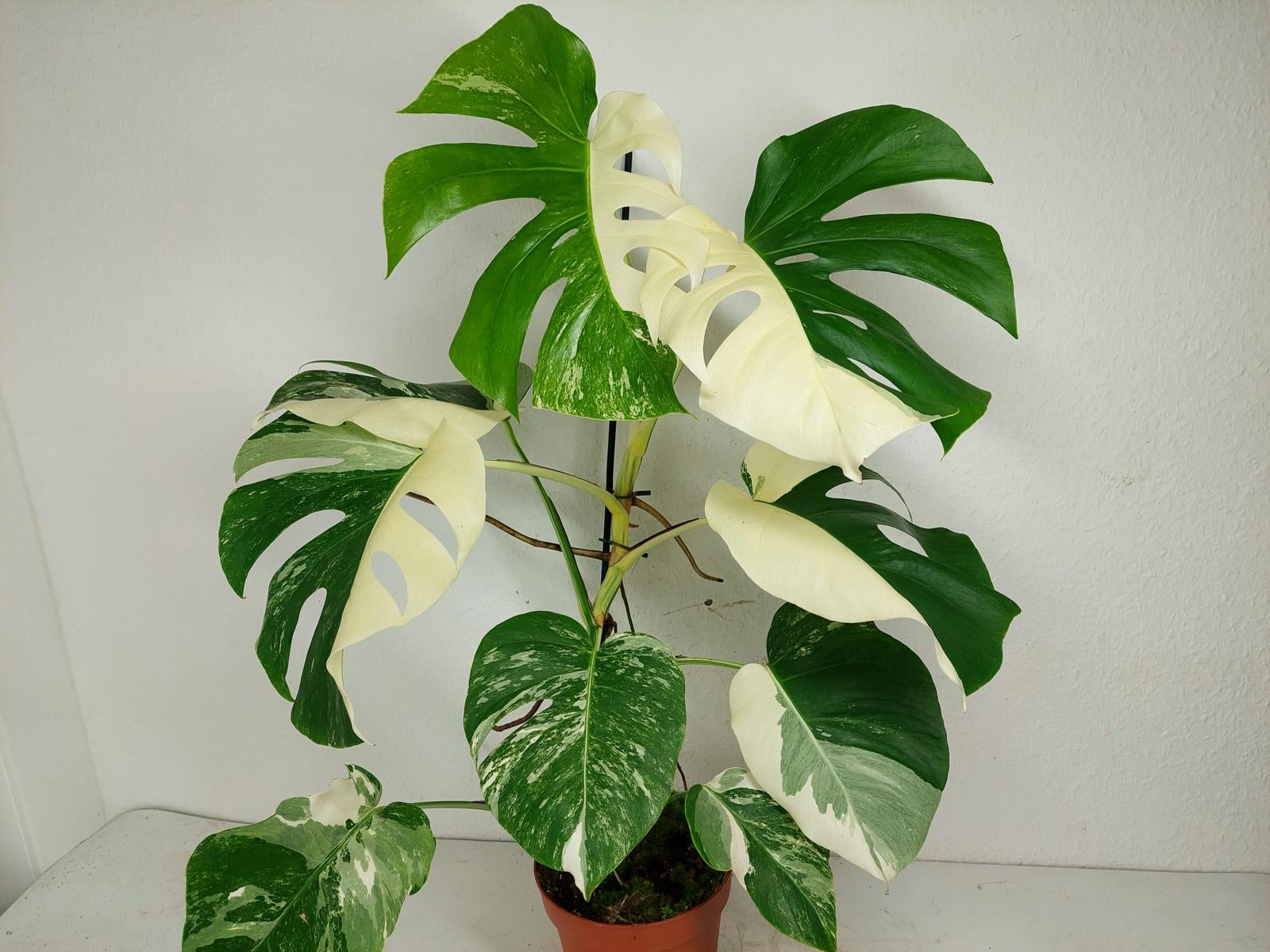 Monstera Variegata (zum aussuchen)