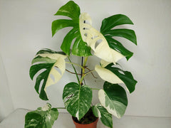 Monstera Variegata (zum aussuchen)