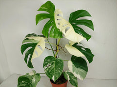 Monstera Variegata (zum aussuchen)