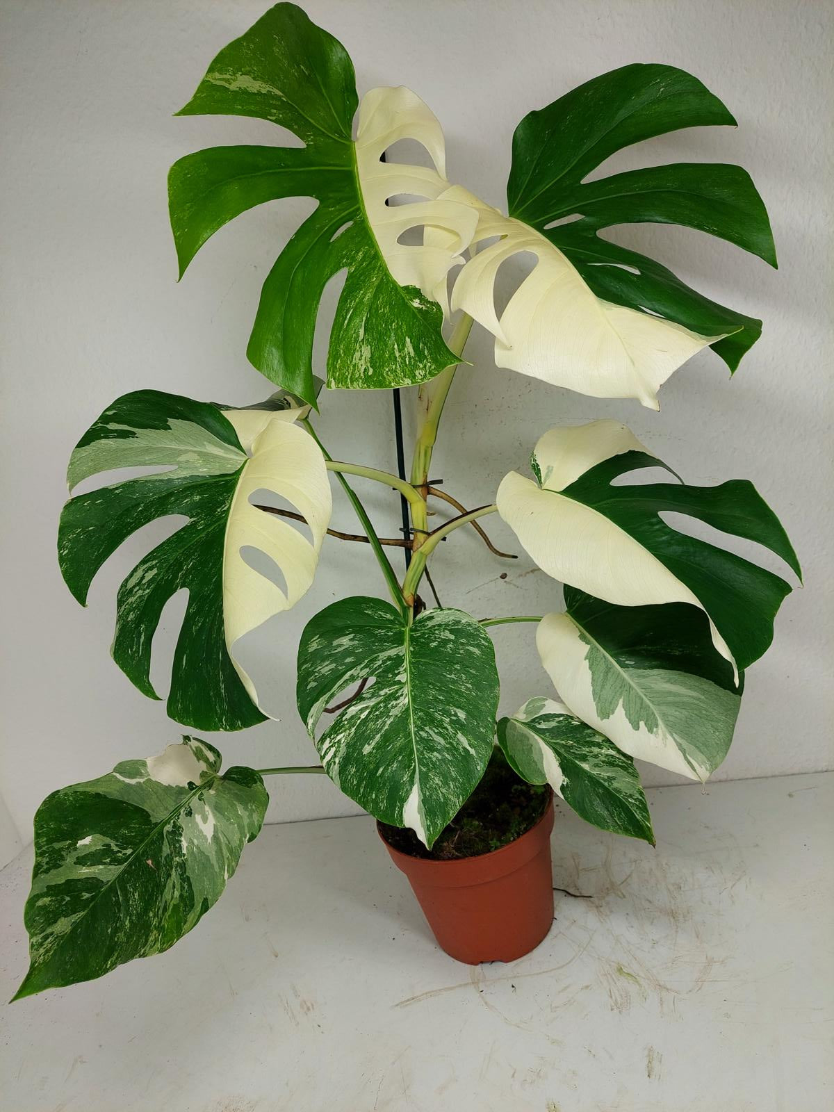 Monstera Variegata (zum aussuchen)