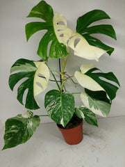 Monstera Variegata (zum aussuchen)
