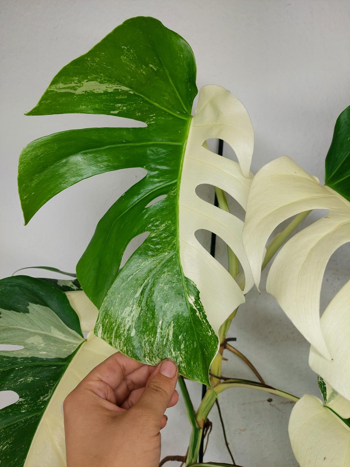 Monstera Variegata (zum aussuchen)