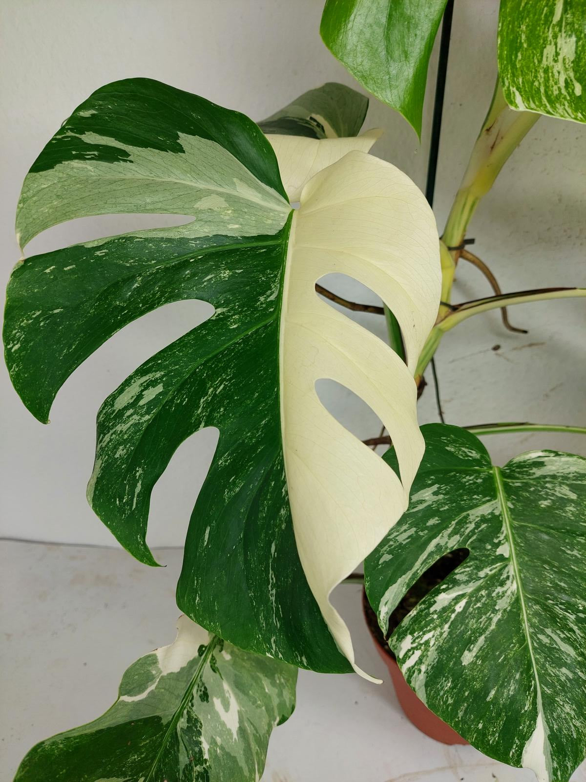 Monstera Variegata (zum aussuchen)