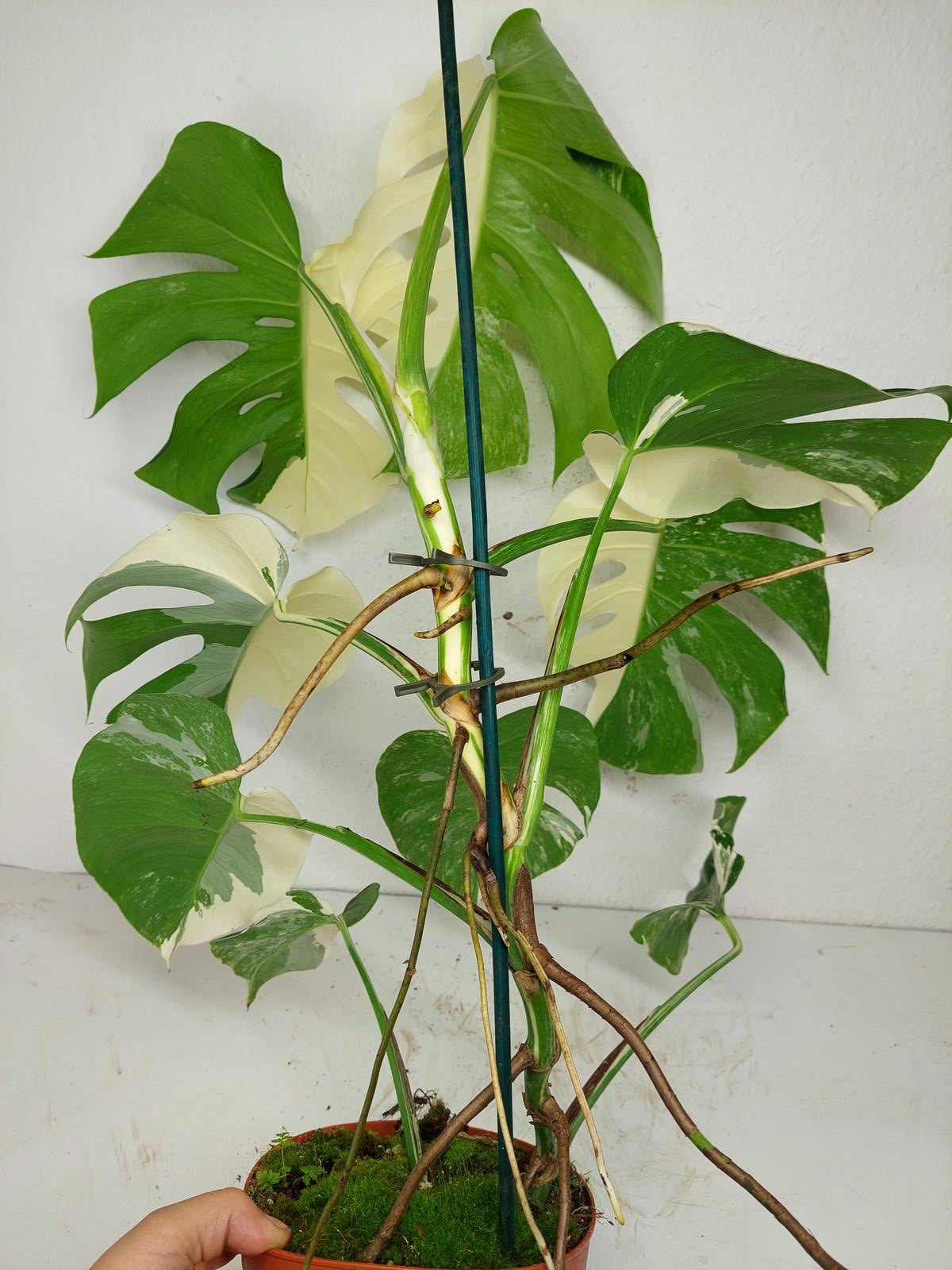 Monstera Variegata (zum aussuchen)