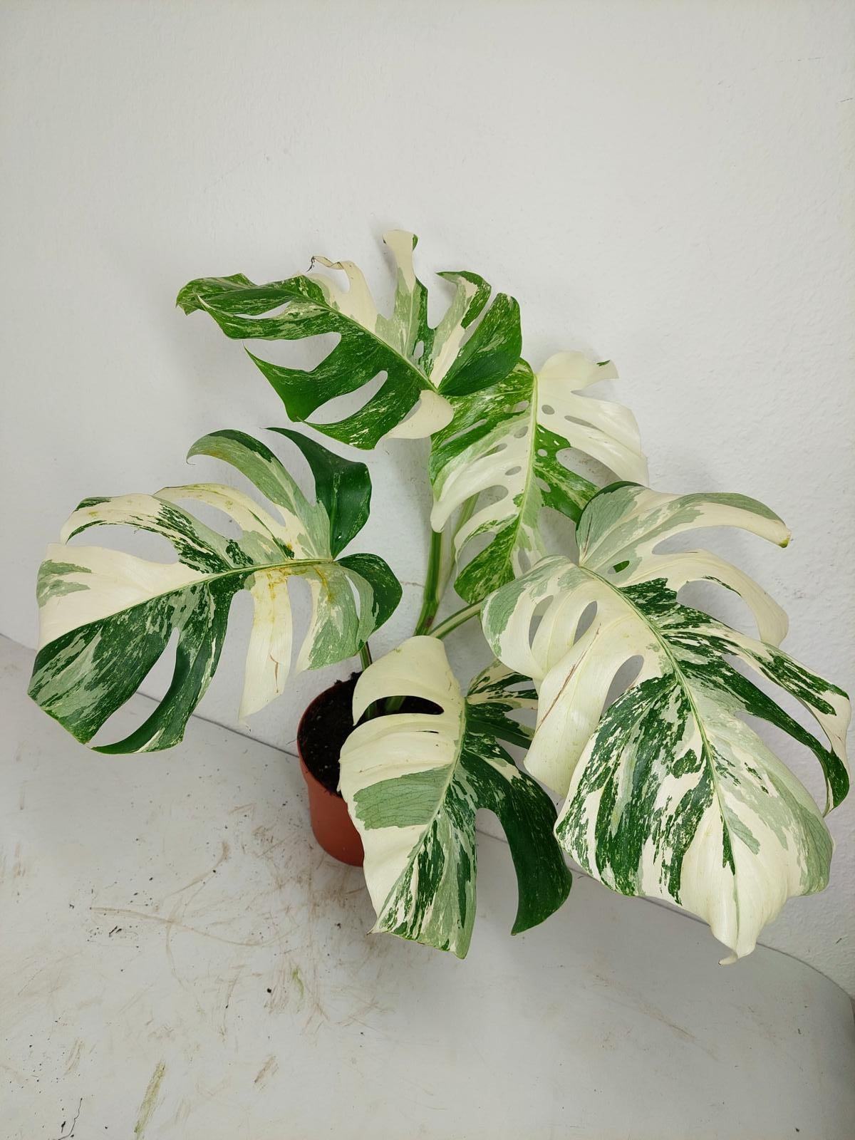 Monstera Variegata (zum aussuchen)