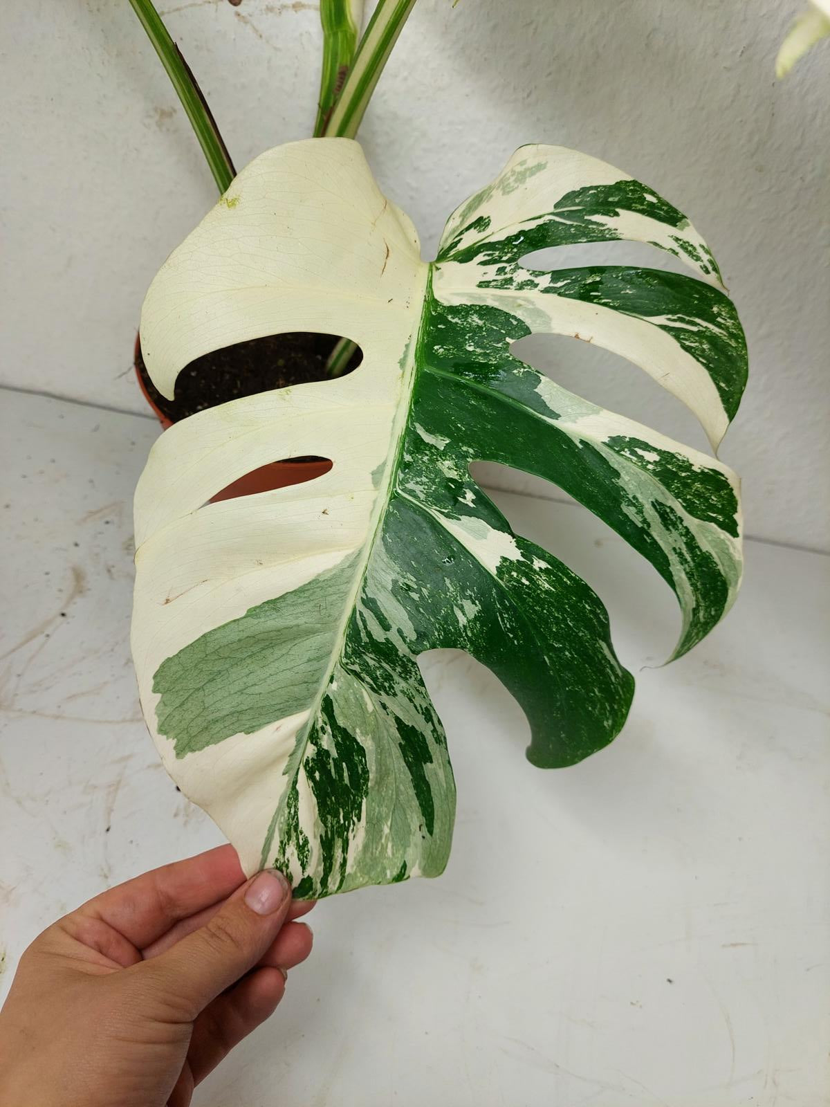 Monstera Variegata (zum aussuchen)