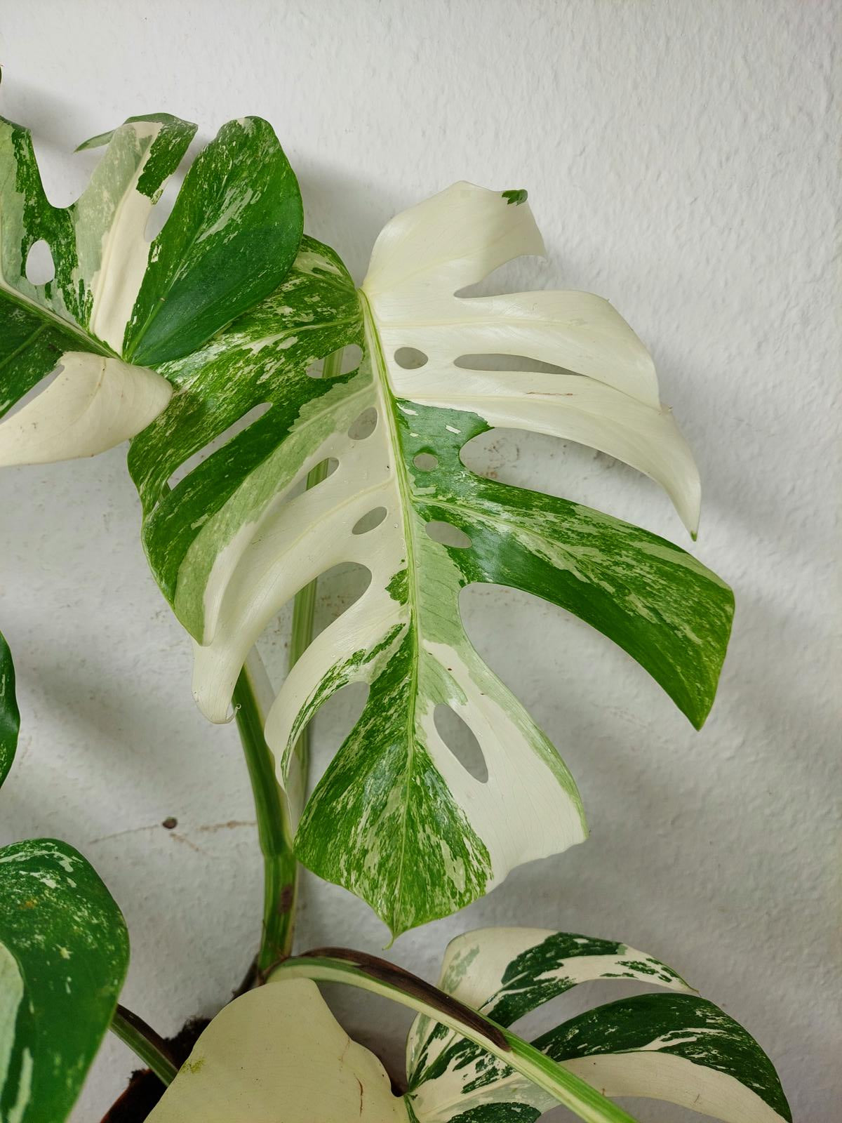 Monstera Variegata (zum aussuchen)