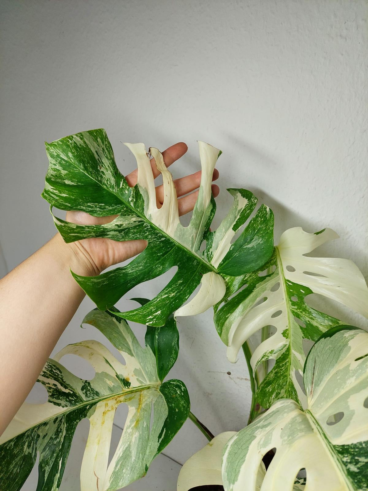 Monstera Variegata (zum aussuchen)