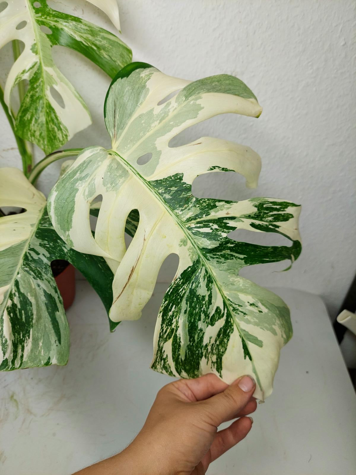 Monstera Variegata (zum aussuchen)