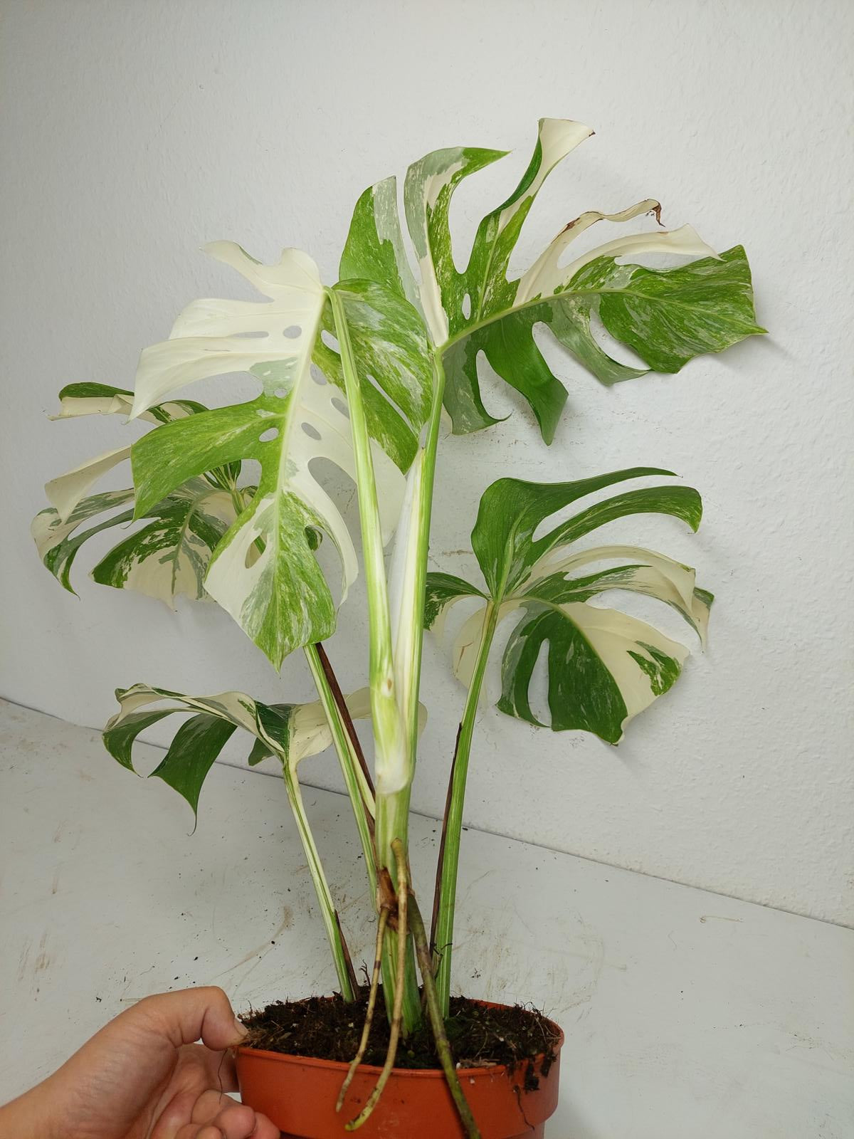 Monstera Variegata (zum aussuchen)