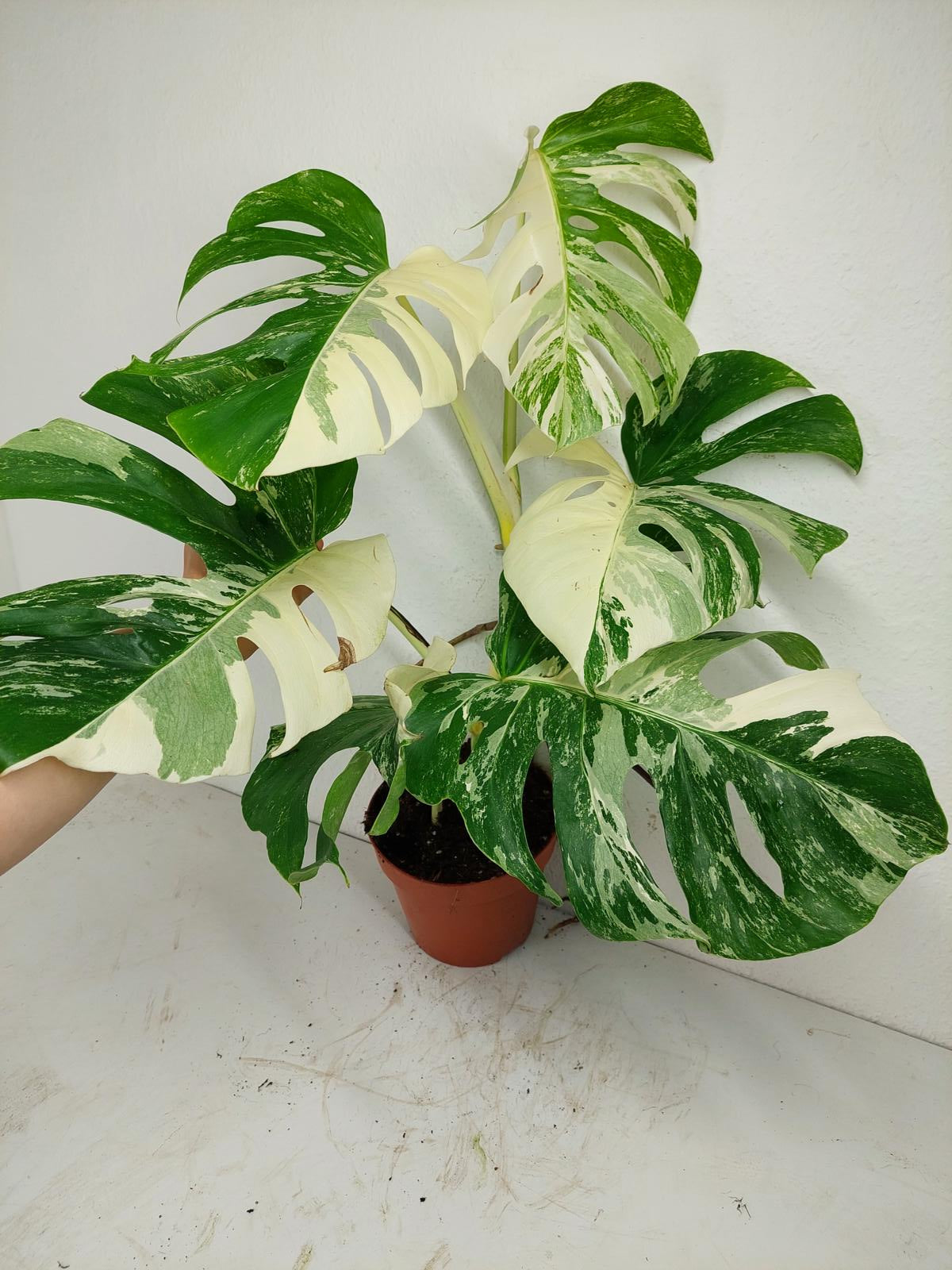 Monstera Variegata (zum aussuchen)