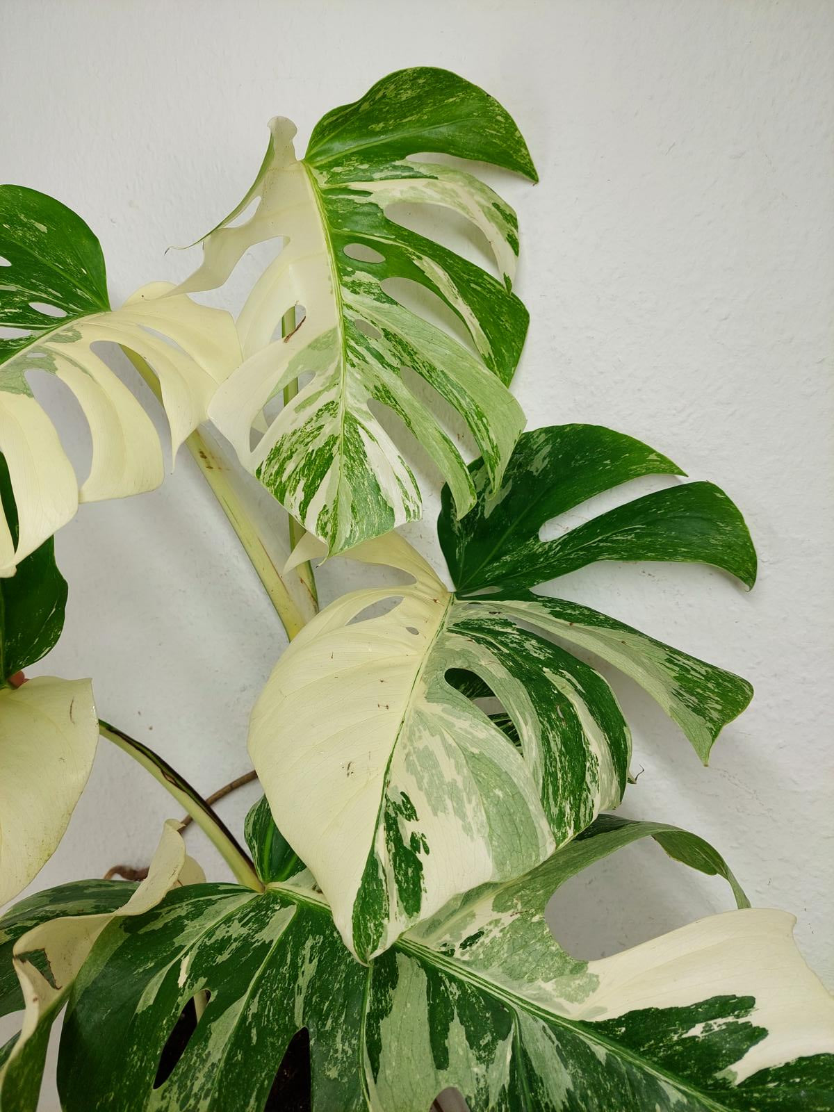 Monstera Variegata (zum aussuchen)