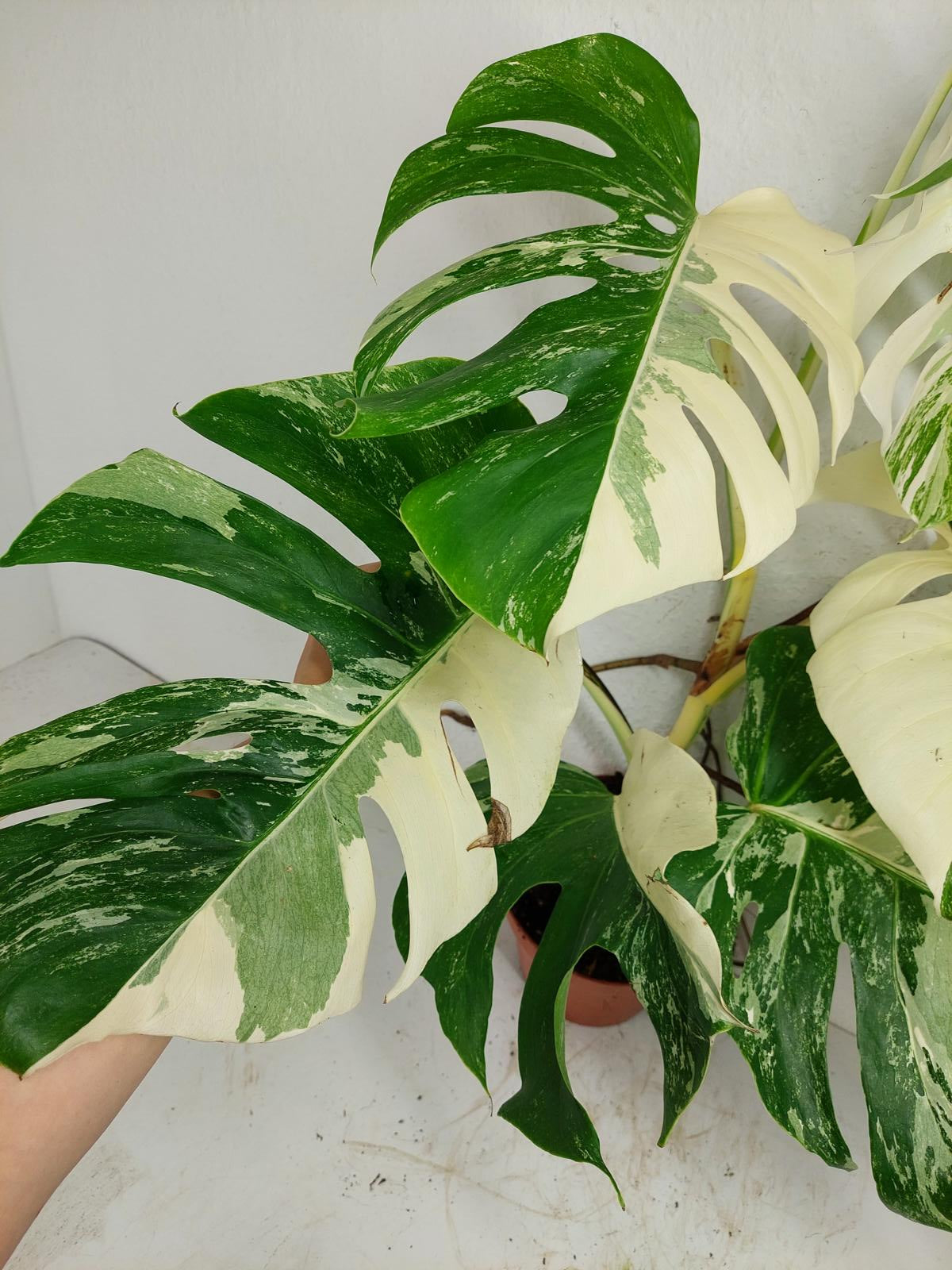 Monstera Variegata (zum aussuchen)