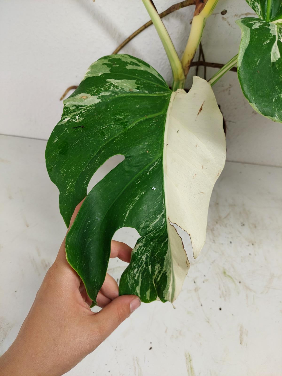 Monstera Variegata (zum aussuchen)