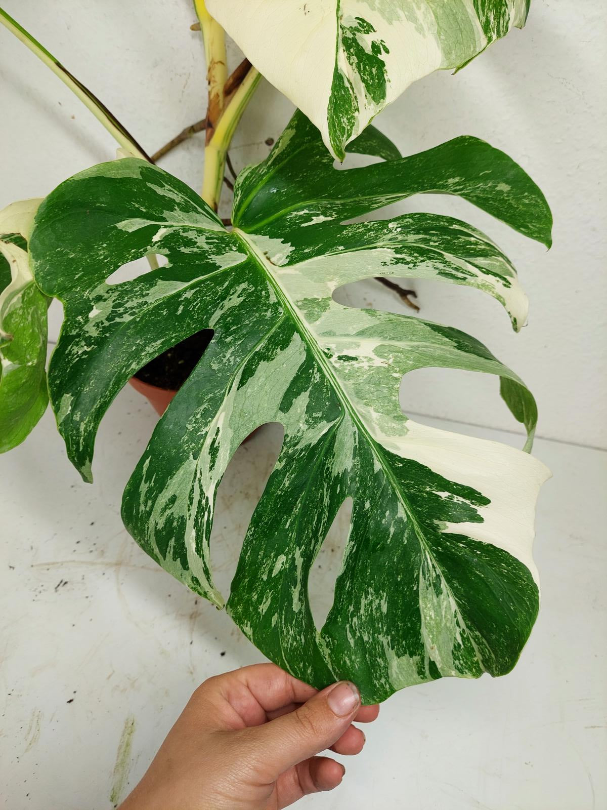 Monstera Variegata (zum aussuchen)