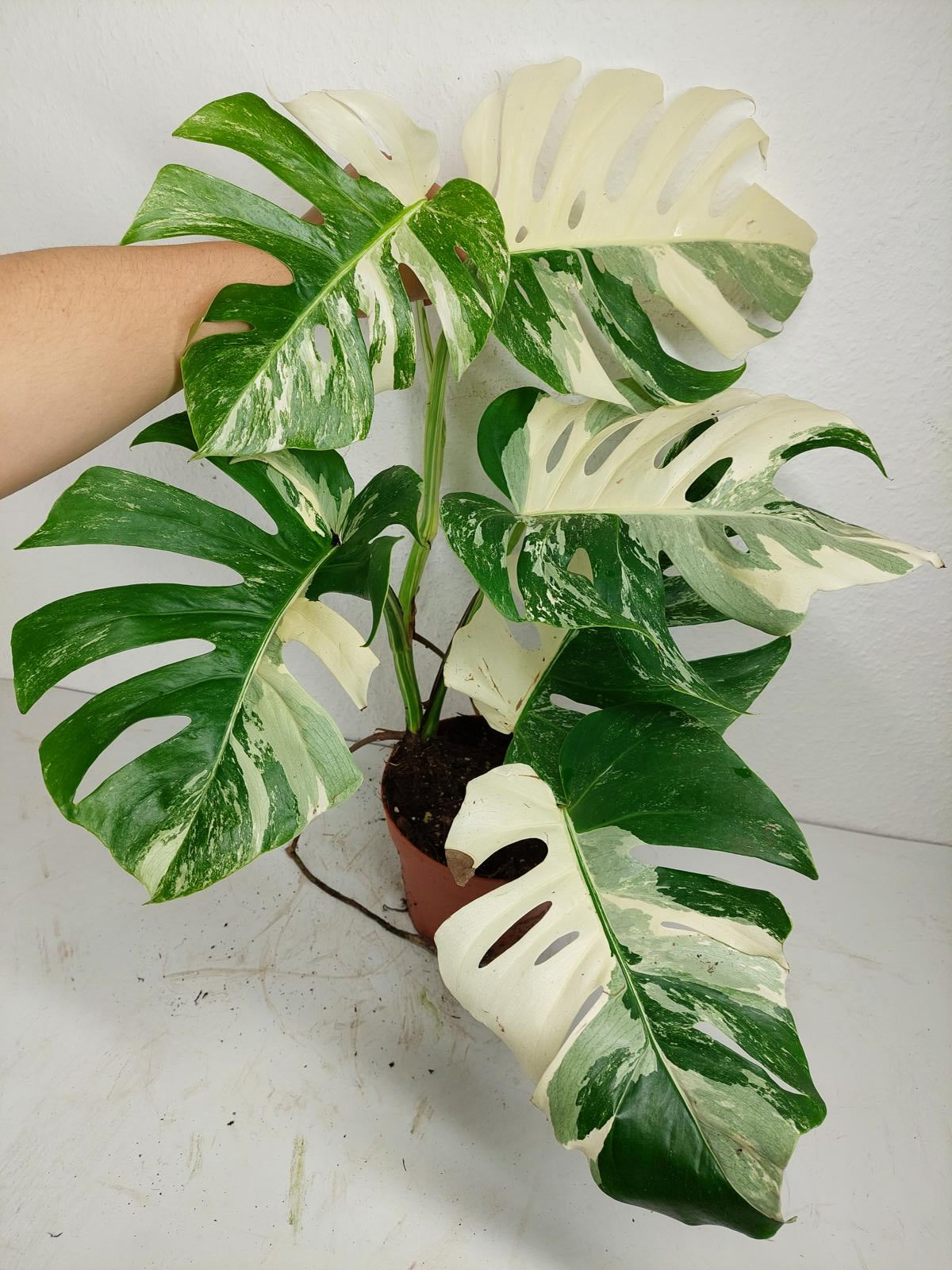 Monstera Variegata (zum aussuchen)