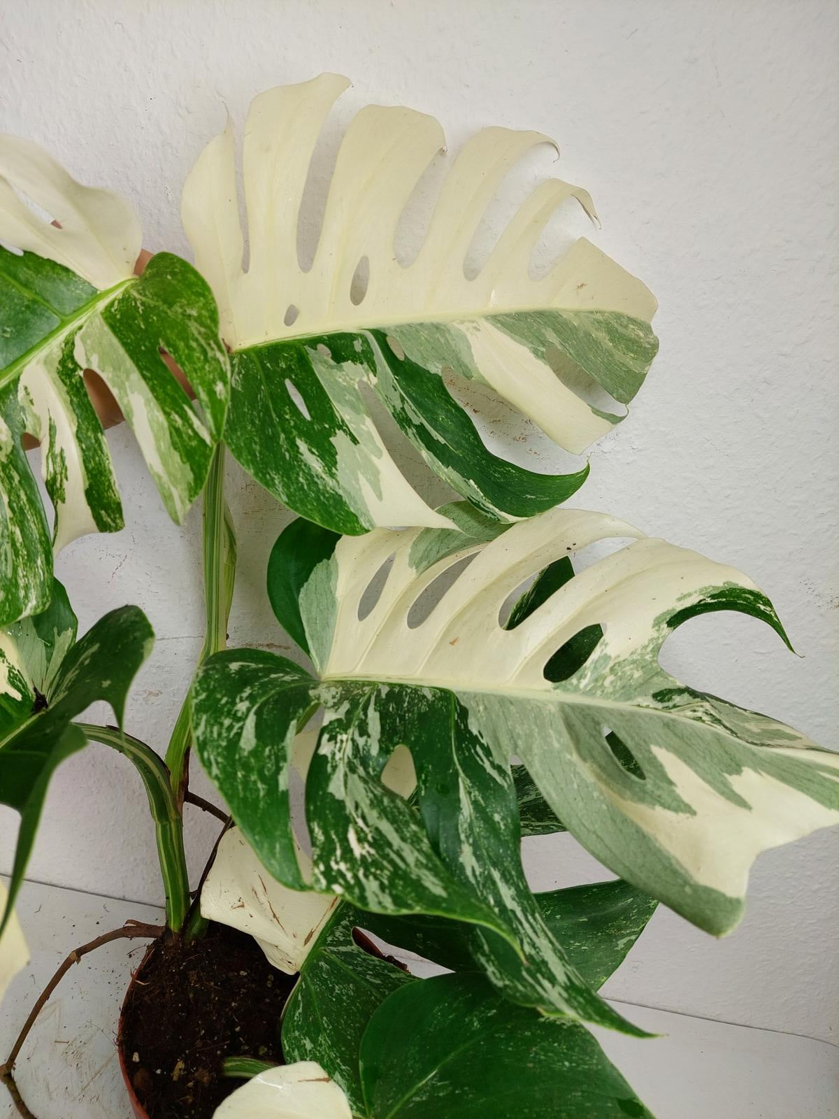 Monstera Variegata (zum aussuchen)