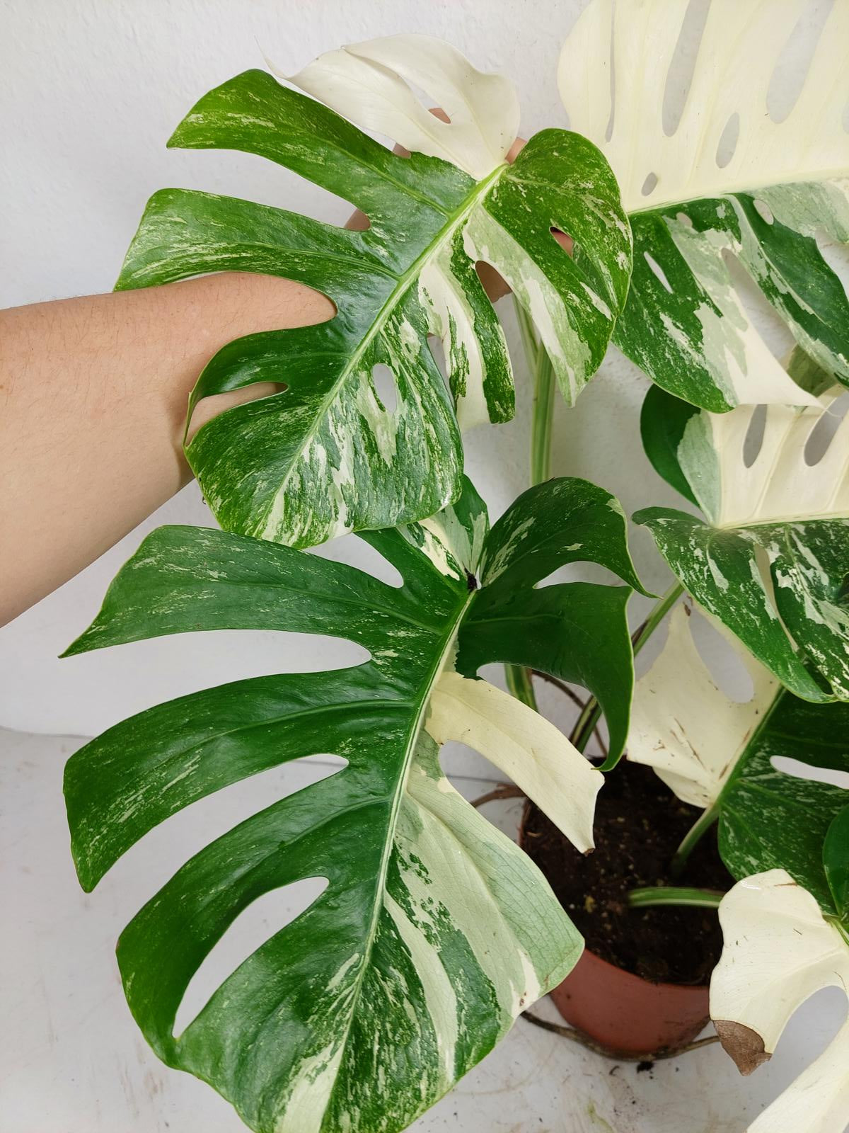 Monstera Variegata (zum aussuchen)