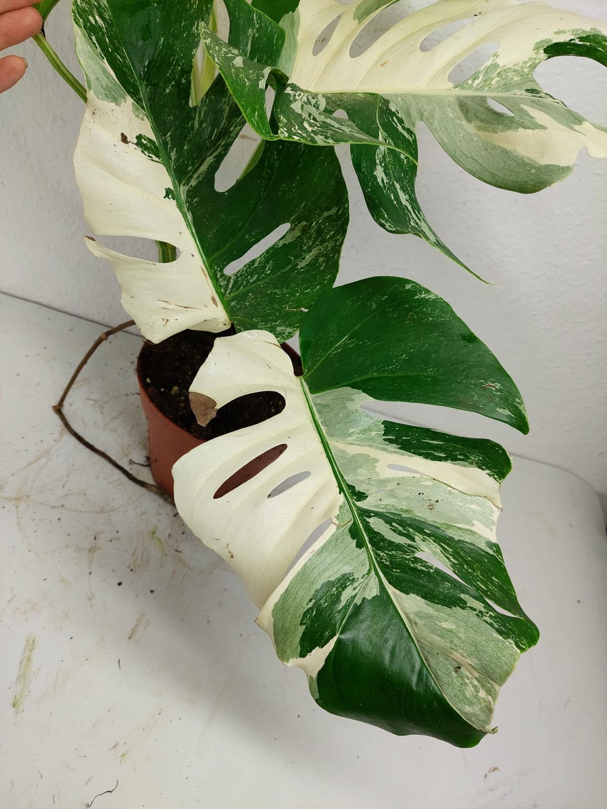 Monstera Variegata (zum aussuchen)