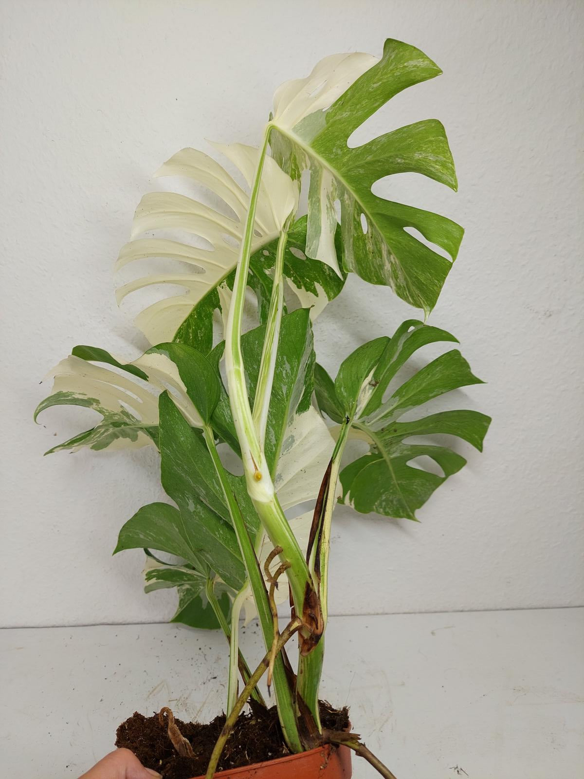 Monstera Variegata (zum aussuchen)