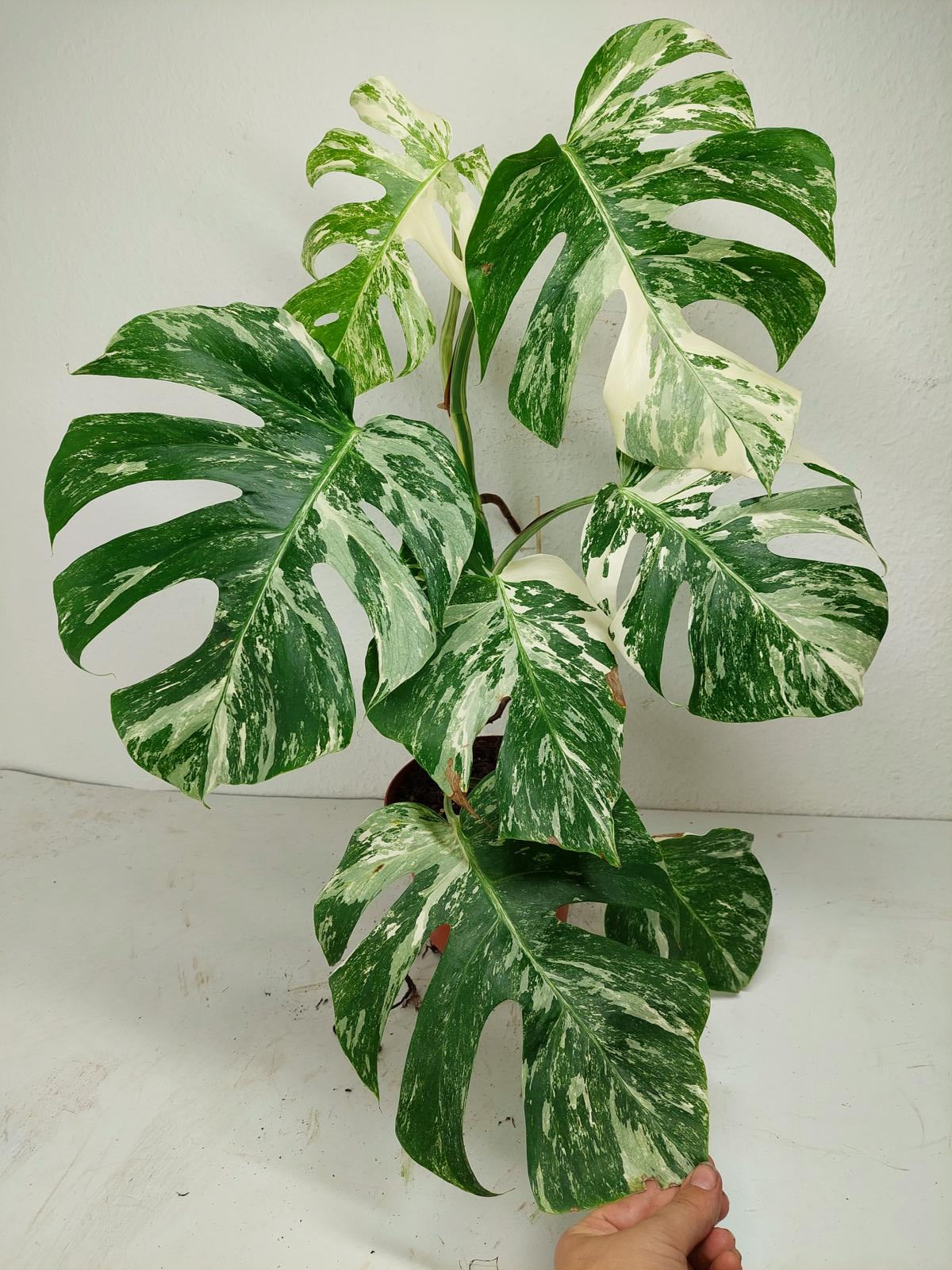 Monstera Variegata (zum aussuchen)