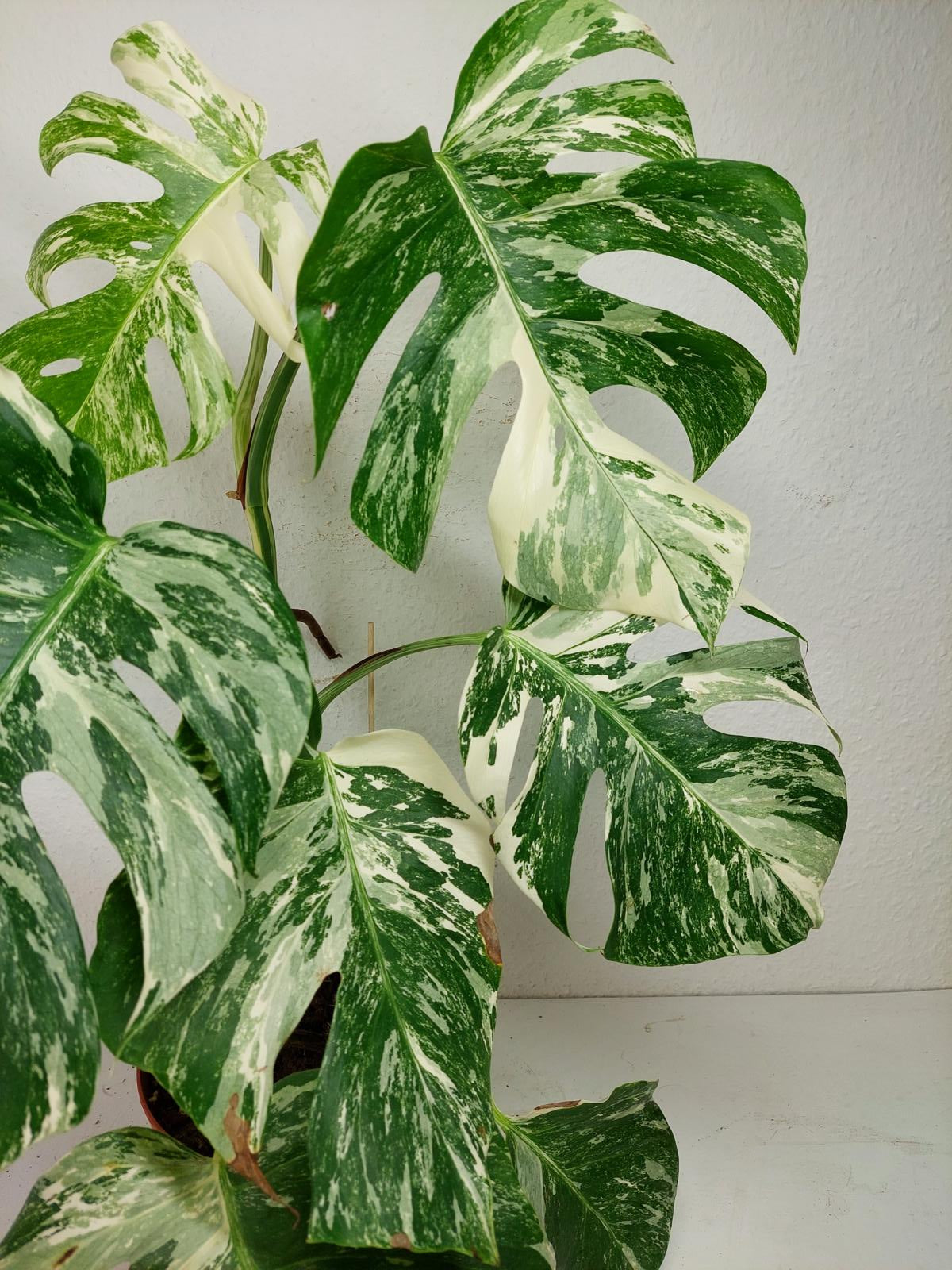 Monstera Variegata (zum aussuchen)
