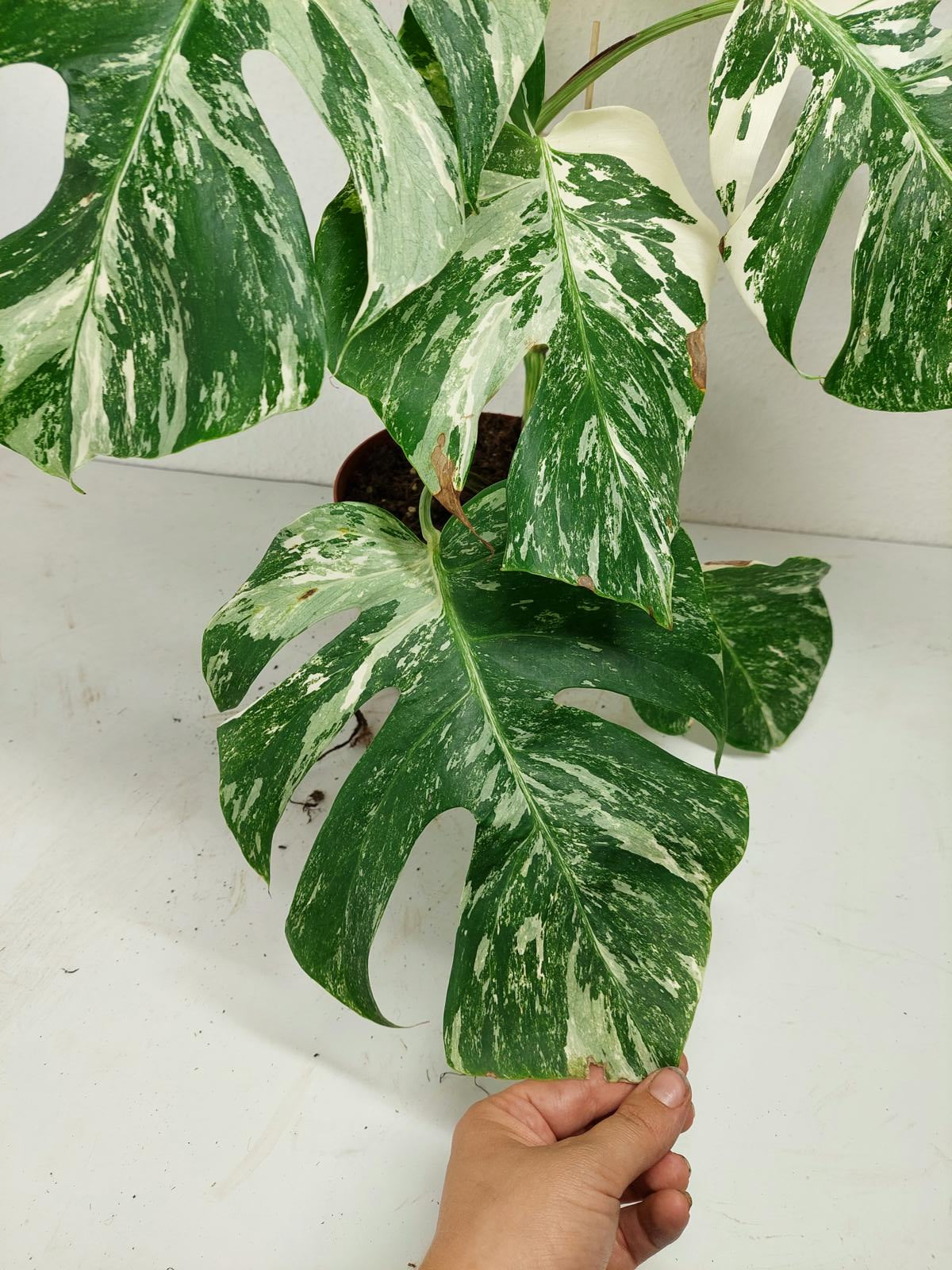 Monstera Variegata (zum aussuchen)