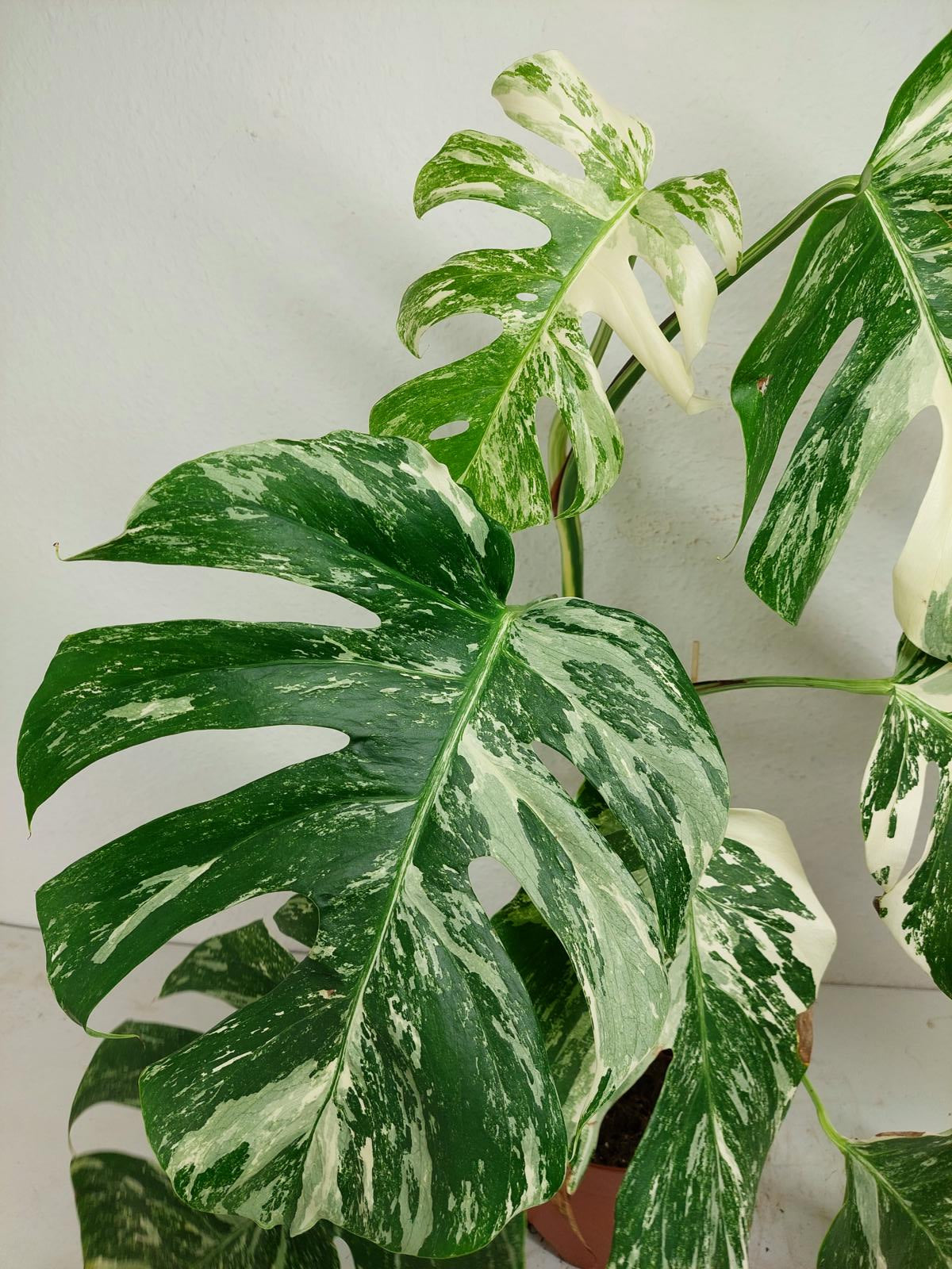 Monstera Variegata (zum aussuchen)