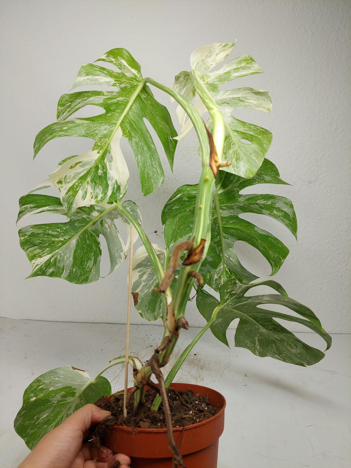 Monstera Variegata (zum aussuchen)
