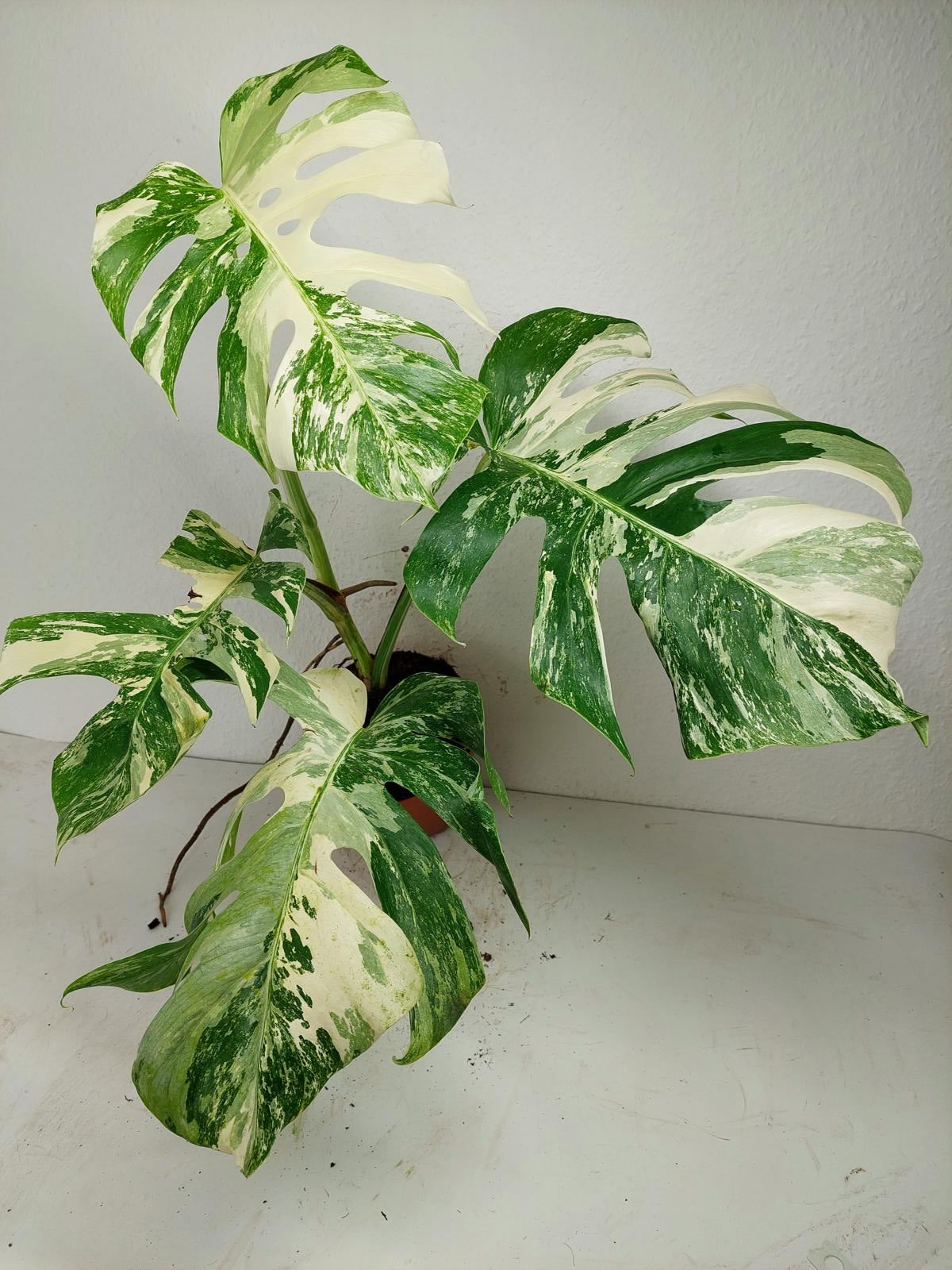 Monstera Variegata (zum aussuchen)