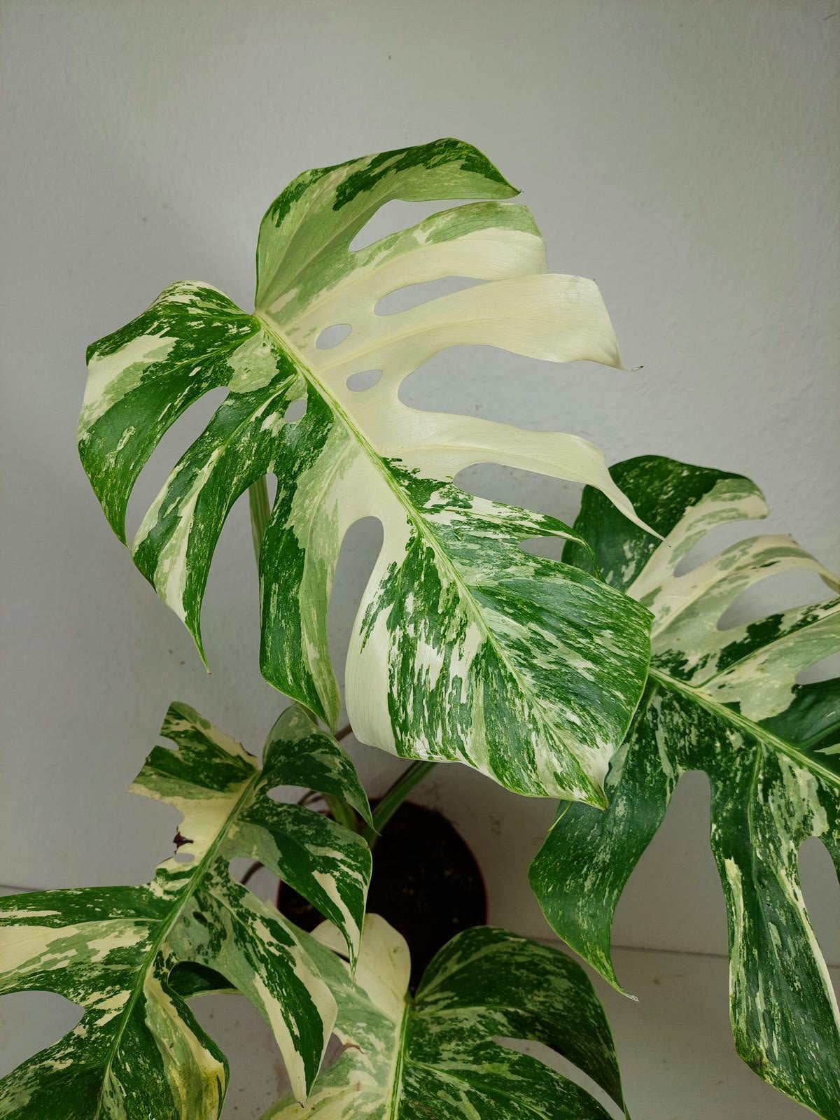 Monstera Variegata (zum aussuchen)