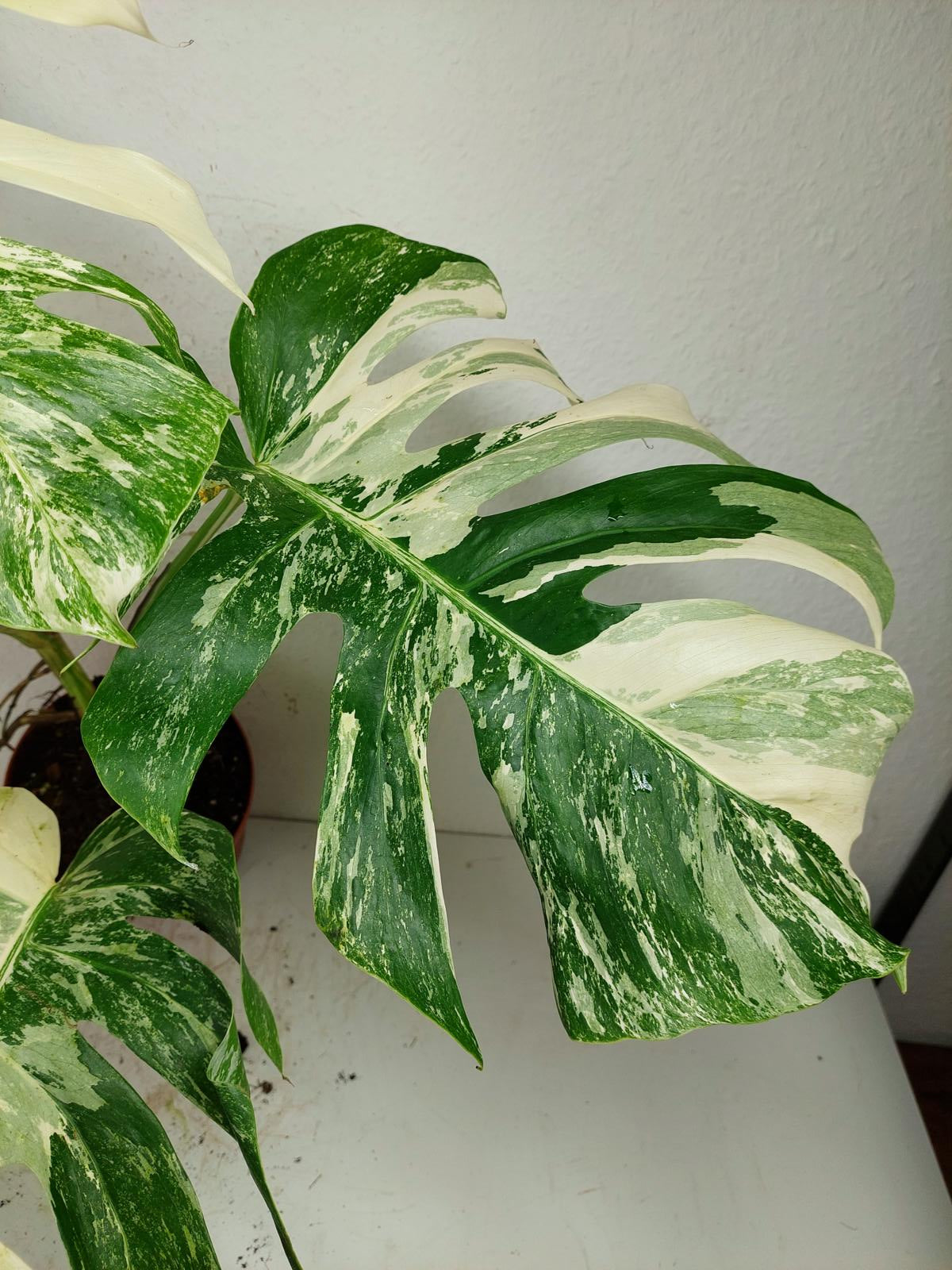 Monstera Variegata (zum aussuchen)